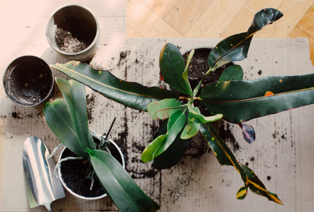 5 redenen waarom jouw planten dood gaan Freshhh