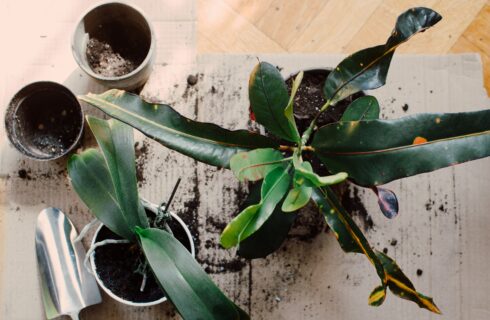 5 redenen waarom jouw planten dood gaan