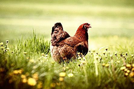 Pas op! Kippenvlees zit vol met bacteriën