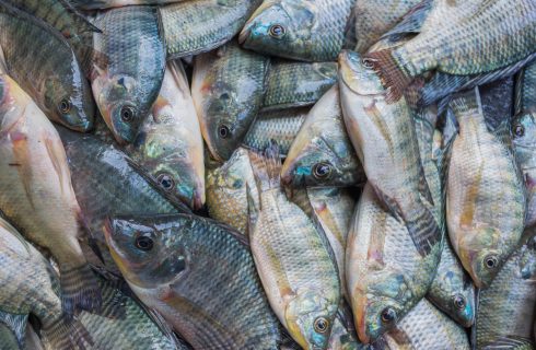Gezondheidsexperts waarschuwen: Stop met het eten van Tilapia!